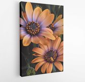Fine art still life color flower macro portrait of a wide open blooming pastel orange violet cape daisy / marguerite blossom,green leaves,buds,black background,vintage painting sty