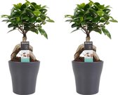 Hellogreen Kamerplant - Set van 2 - Ficus Ginseng Bonsai - 30 cm - Anna Keramiek grijs