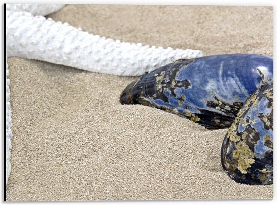 Dibond - Zee Dieren op het Strand - 40x30cm Foto op Aluminium (Wanddecoratie van metaal)