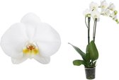 Orchidee van Botanicly – Vlinder orchidee – Hoogte: 55 cm, 2 takken – Phalaenopsis Independence