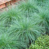 100 x Festuca glauca - Blauwgras in 9x9cm pot met hoogte 5-10cm