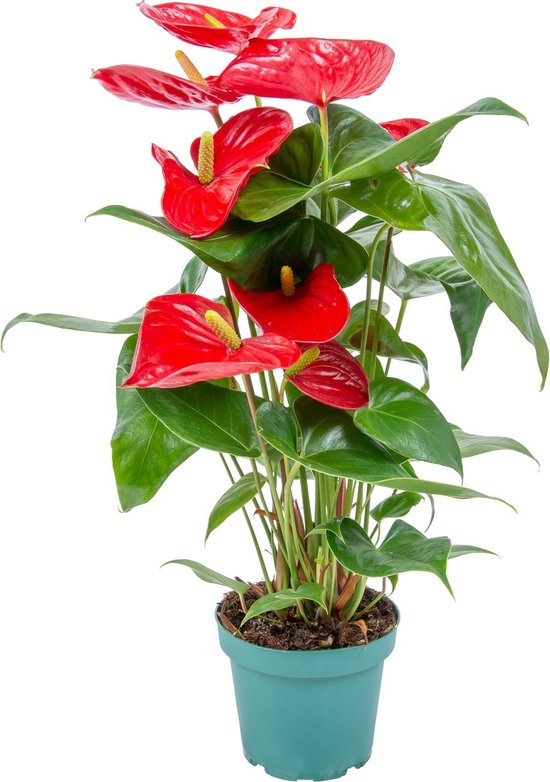 Anthurium | Flamingoplant rood per stuk - Kamerplant in kwekerspot ⌀14 cm - ↕55-60 cm