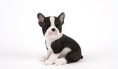 puppie Franse Bulldog