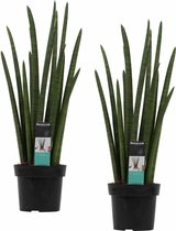 Kamerplanten van Botanicly – 2 × Vrouwentongen – Hoogte: 70 cm – Sansevieria Cylindrica