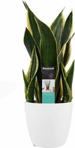 Kamerplant van Botanicly – Vrouwentongen incl. sierpot wit als set – Hoogte: 55 cm – Sansevieria Fire