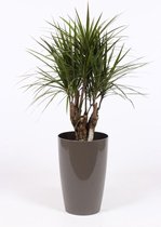 Kamerplant van Botanicly – Drakenboom in taupe pot als set – Hoogte: 100 cm – Dracaena Marginata
