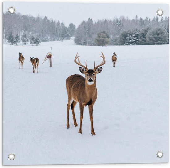 Tuinposter – Vier Hertjes in de Sneeuw - 50x50cm Foto op Tuinposter  (wanddecoratie voor buiten en binnen)