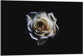 Acrylglas - Witte Roos op Zwarte Achtergrond  - 90x60cm Foto op Acrylglas (Wanddecoratie op Acrylglas)