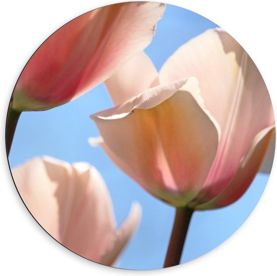 Dibond Wandcirkel - Roze Tulp Buiten - 60x60cm Foto op Aluminium Wandcirkel (met ophangsysteem)