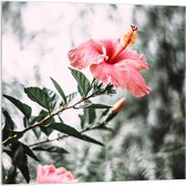 Acrylglas - Roze Bloemenstruik  - 100x100cm Foto op Acrylglas (Met Ophangsysteem)