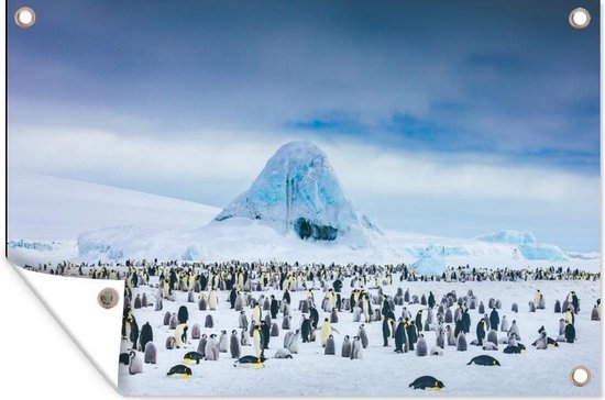 Tuinposter 90x60 cm - Tuindecoratie Pinguïns op Antarctica - Poster voor in de tuin - Buiten decoratie - Schutting tuinschilderij - Tuindoek muurdecoratie - Wanddecoratie balkondoek