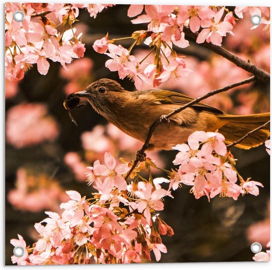 Tuinposter – Bruine Vogel in Bloesemboom - 50x50cm Foto op Tuinposter  (wanddecoratie voor buiten en binnen)