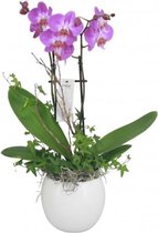 Orchidee Lisa paars