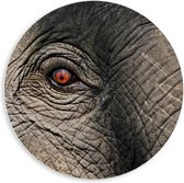 Forex Wandcirkel - Olifantenoog - 60x60cm Foto op Wandcirkel (met ophangsysteem)