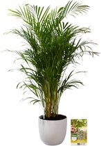 Pokon Powerplanten Areca Palm 110 cm ↕ - Kamerplanten - in Pot (Mica Era, Wit) - Goudpalm - met Plantenvoeding / Vochtmeter
