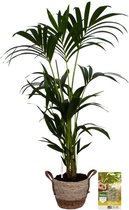 Pokon Powerplanten Kentia Palm 90 cm ↕ - Kamerplanten - in Pot (Zeegras Mand) - Howea Forsteriana - met Plantenvoeding / Vochtmeter