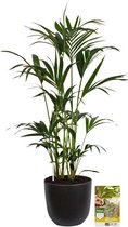 Pokon Powerplanten Kentia Palm 125 cm ↕ - Kamerplanten - in Pot (Mica Tusca Zwart) - Howea Forsteriana - met Plantenvoeding / Vochtmeter