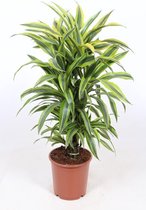 Kamerplant van Botanicly – Drakenboom – Hoogte: 85 cm – Dracaena derem. Lemon Lime