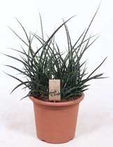 Kamerplant van Botanicly – Vrouwentongen – Hoogte: 60 cm – Sansevieria Fernwood Punk