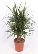Kamerplant van Botanicly – Drakenboom – Hoogte: 100 cm – Dracaena Marginata