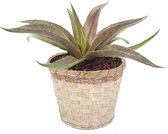 Cactus van Botanicly – Mangave Redwing in bamboe pot Jakarta  als set – Hoogte: 15 cm