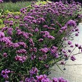 100 x Verbena Bonariensis 'Lollipop' - IJzerhard in 9x9cm pot met hoogte 5-10cm