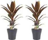 Duo 2x Cordyline Rumba met Anna grey
