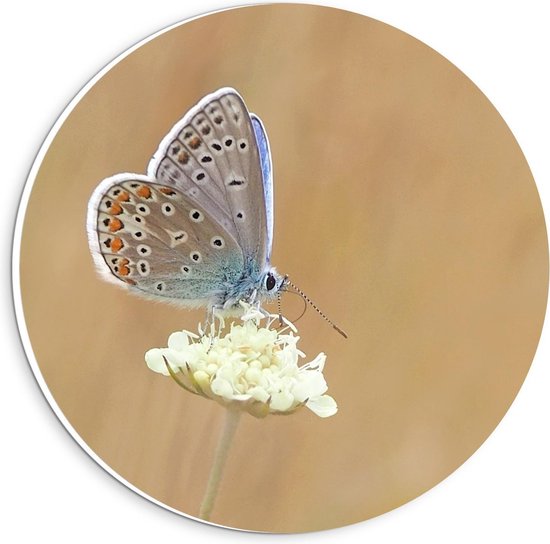 Forex Wandcirkel - Bijzondere Vlinder op Bloem - 20x20cm Foto op Wandcirkel (met ophangsysteem)