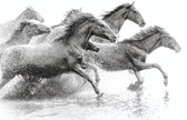Schilderij - Wilde paarden,  2 maten, Premium print
