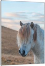 Acrylglas –Witte pony met Manen– 40x60 (met ophang)