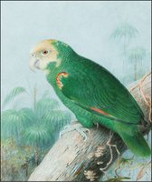 Akoestisch schilderij - EASYphoto  - 123 x 103 cm - 50 mm  -  Dieren - Parrot - Akoestisch fotopaneel - Akoestisch wandpaneel - Geluidsabsorberend - Esthetisch - EASY Noise Control