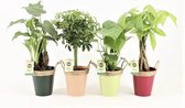 Jungle Mix in Zink met Touw ↨ 40cm - 4 stuks - hoge kwaliteit planten