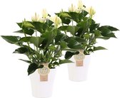 Duo Anthurium White Champion in keramiek Anna (wit) ↨ 40cm - 2 stuks - hoge kwaliteit planten