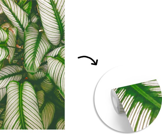 Papier Peint - Papier Papier peint photo Feuilles - Plante - Vert - Largeur 120 cm x Hauteur 240 cm