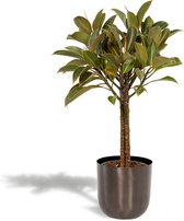 Ficus Elastica Melany  - Rubberplant - 90cm hoog, ø21cm - Kamerplant in pot - Grote kamerplant - Luchtzuiverend - Vers van de kwekerij