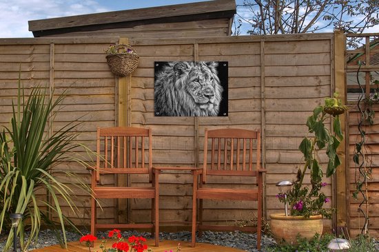 Affiche de jardin Lion en hiver 60x40 cm - Photo sur affiche de jardin / Peintures pour l'extérieur (décoration de jardin)