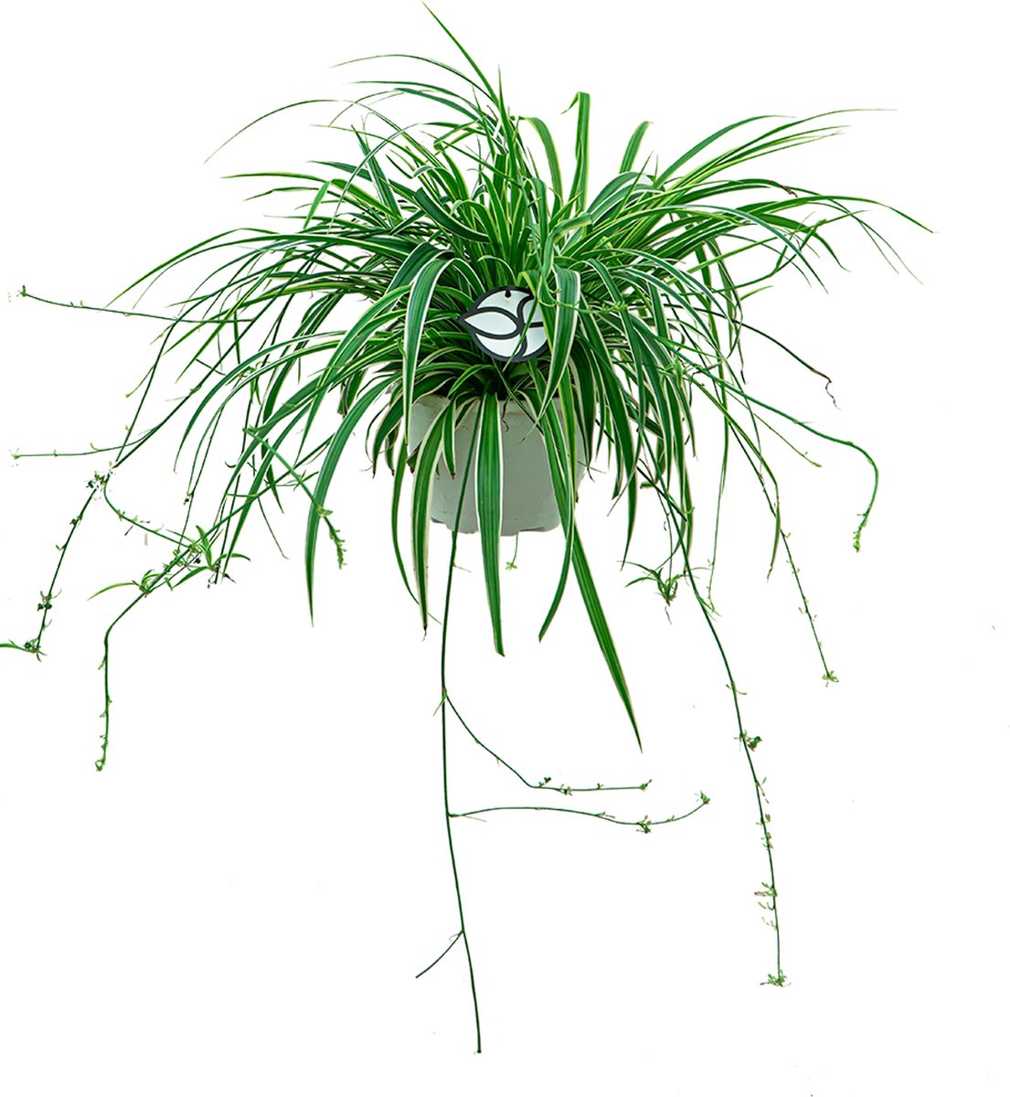 Chlorophytum “Ocean”