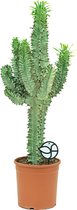Euphorbia Ingens Marmorata | Wolfsmelk