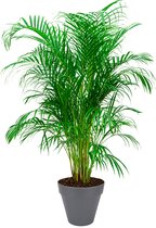 Areca Lutescens large in Urban Loft antraciet | Goudpalm