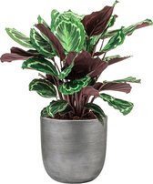 Calathea Medaillon in Lux Retro Egg zilver | Pauwenplant