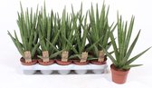 Kamerplanten van Botanicly – 4 × Vrouwentongen – Hoogte: 35 cm – Sansevieria Tough Guy