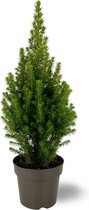 Hagen en struiken van Botanicly – Witte spar – Hoogte: 45 cm – Picea Glauca Perfecta