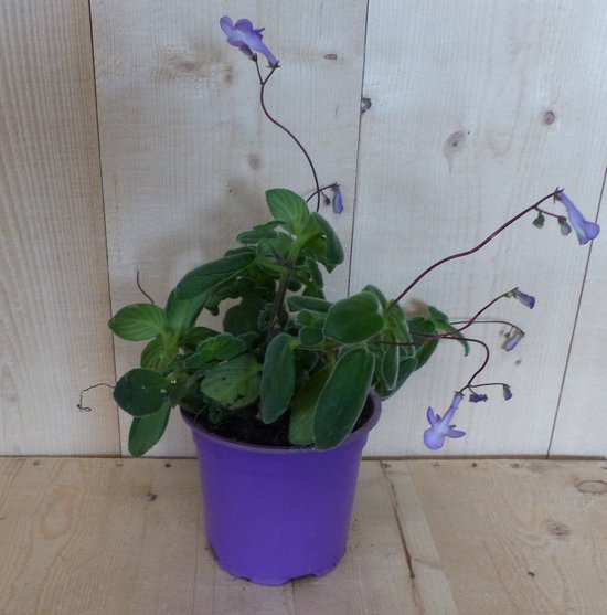 3 stuks! Streptocarpus