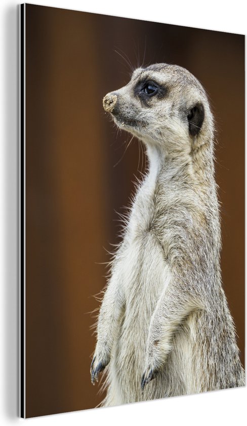 Vue latérale d'un Suricate Aluminium 30x40 cm - petit - Tirage photo sur Aluminium (décoration murale métal)