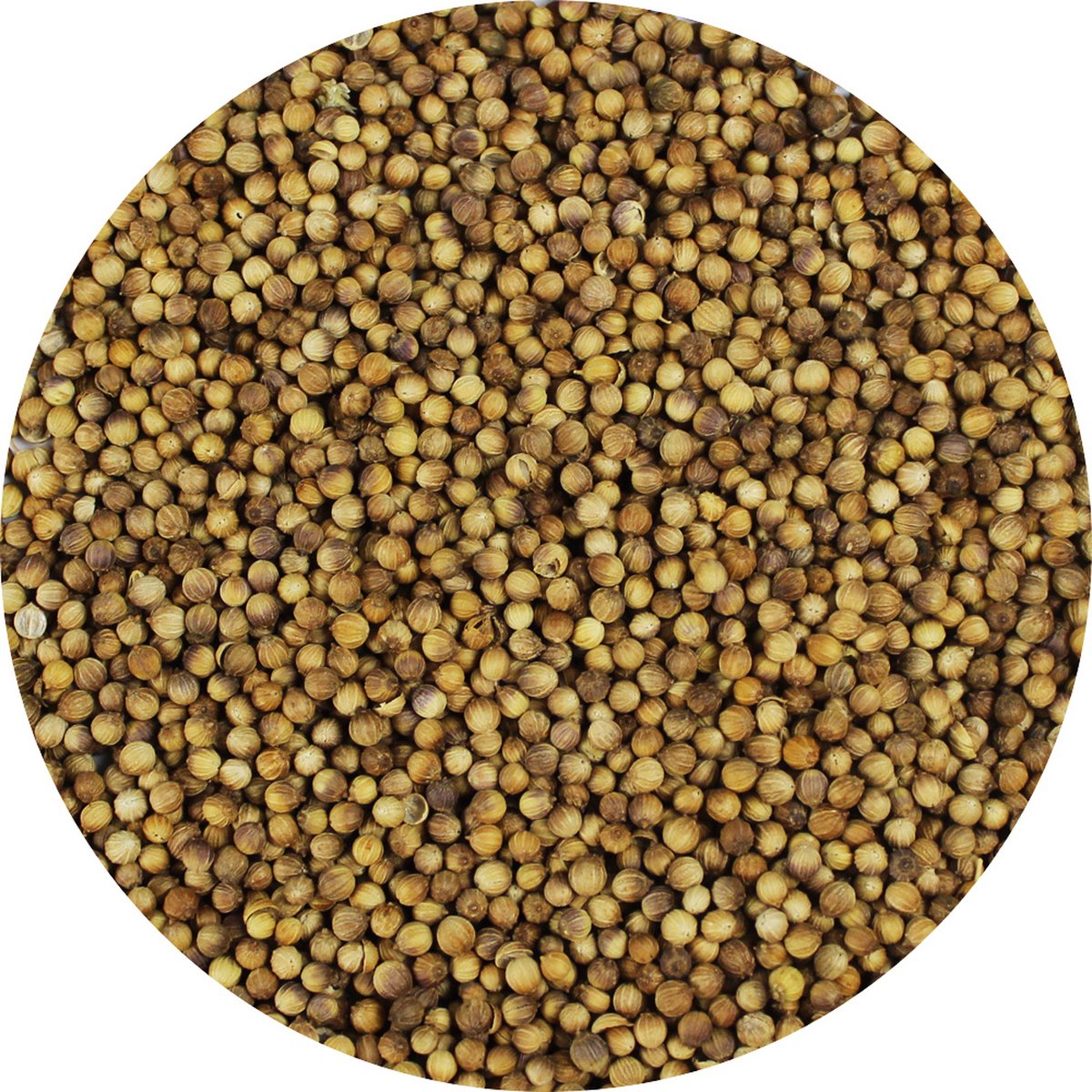 Goedkoopste Van Beekum Specerijen - Koriander Heel - 10 KG - Zak (bulk verpakking