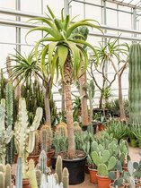 Plantenwinkel Aloe Traski 225 cm kamerplant