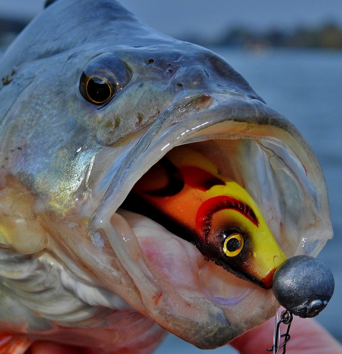 Spro Wob Shad 2.0 Re-Injected 15cm - Kleur : UV Lemon Lime