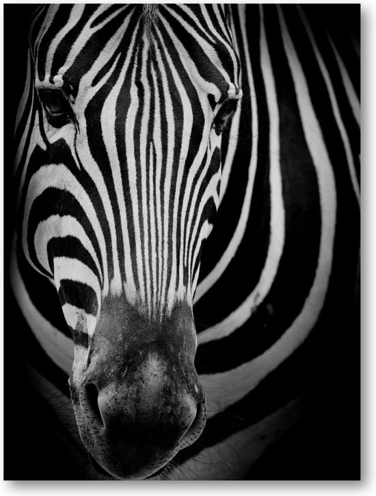 Zebra op donkere achtergrond - 30x40 Dibond voor Binnen én Buiten - Dieren - Minimalist