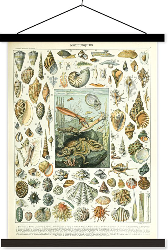 Foto: Posterhanger incl poster schoolplaat zeedieren schelp vintage zee adolphe millot 60x80 cm zwarte latten