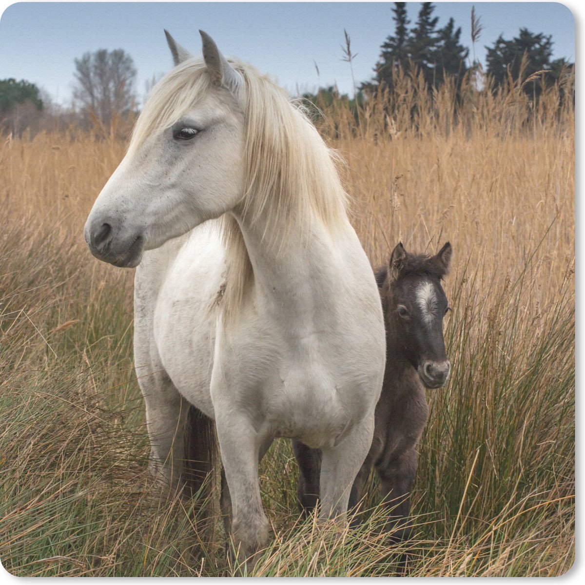 Muismat 30x30 cm - Mousepad Paarden - Veulen - Wit - Muismatten
